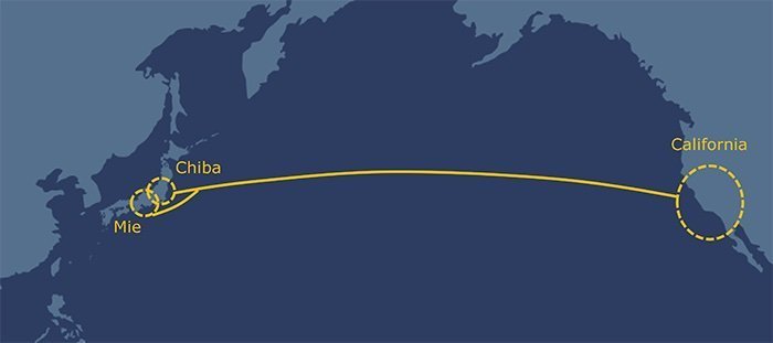 NEC to build new trans-Pacific cable